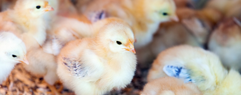 Poultry Integration