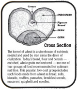 Wheat Kernel